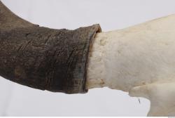 Photo Textures of Skull Antler